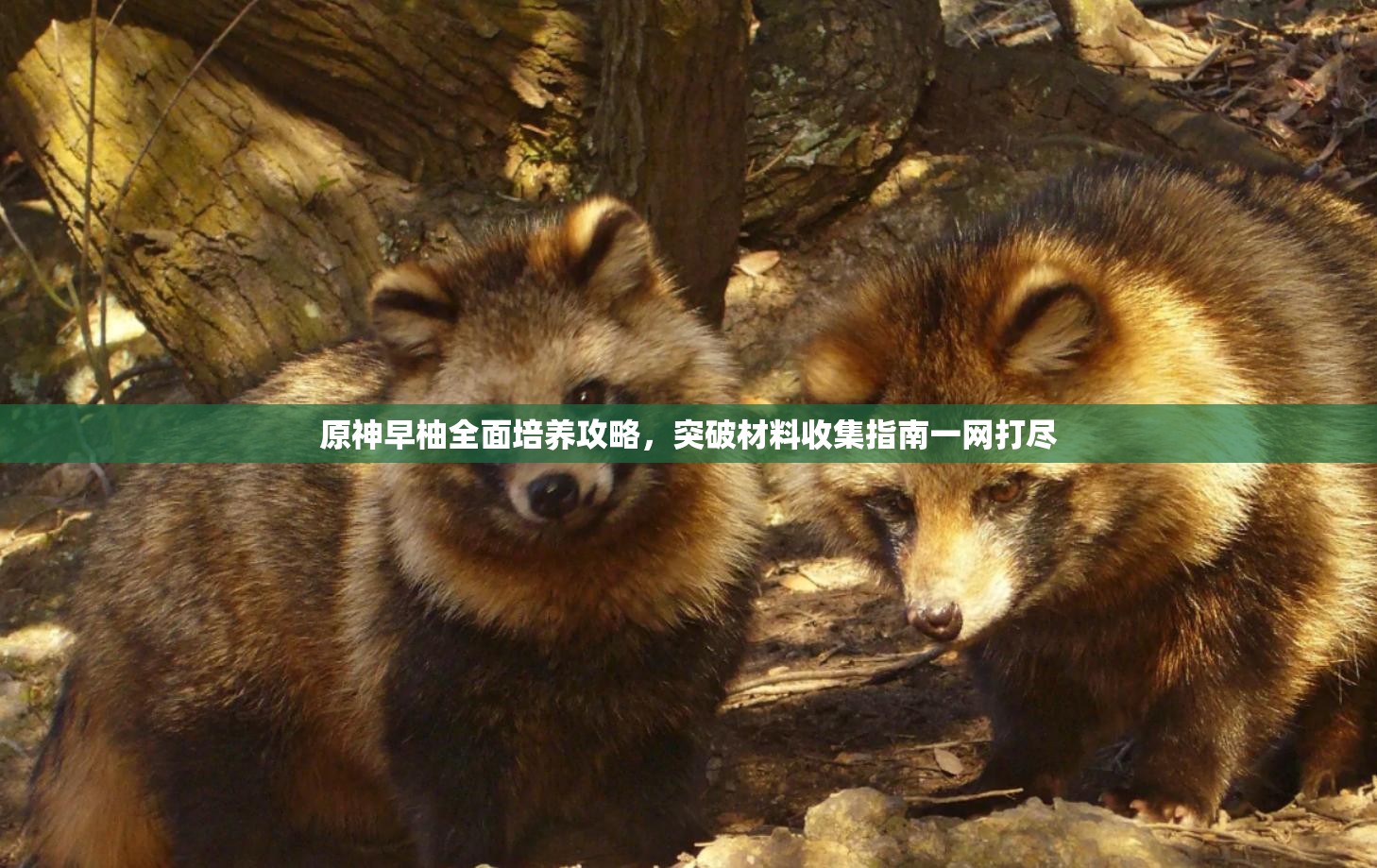 原神早柚全面培养攻略，突破材料收集指南一网打尽