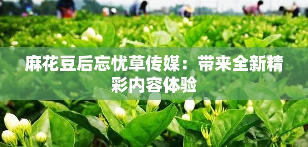 麻花豆后忘忧草传媒：带来全新精彩内容体验