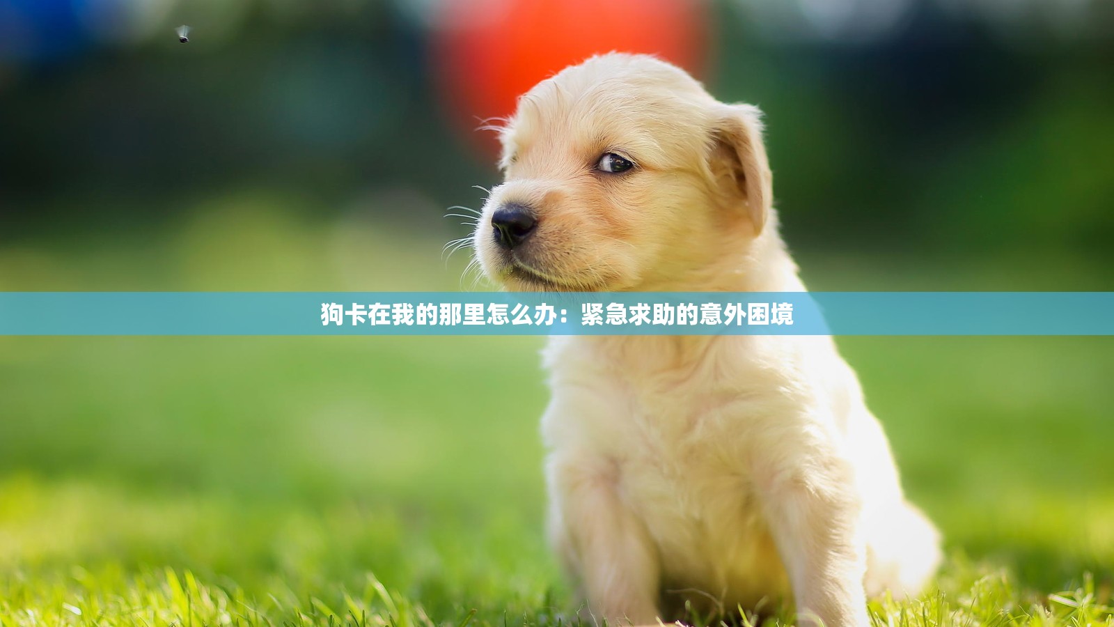 狗卡在我的那里怎么办：紧急求助的意外困境