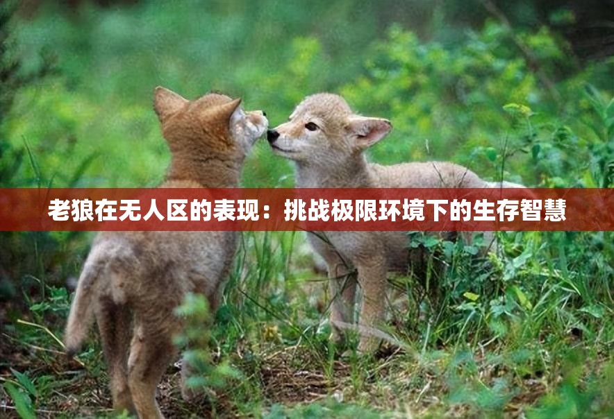 老狼在无人区的表现：挑战极限环境下的生存智慧