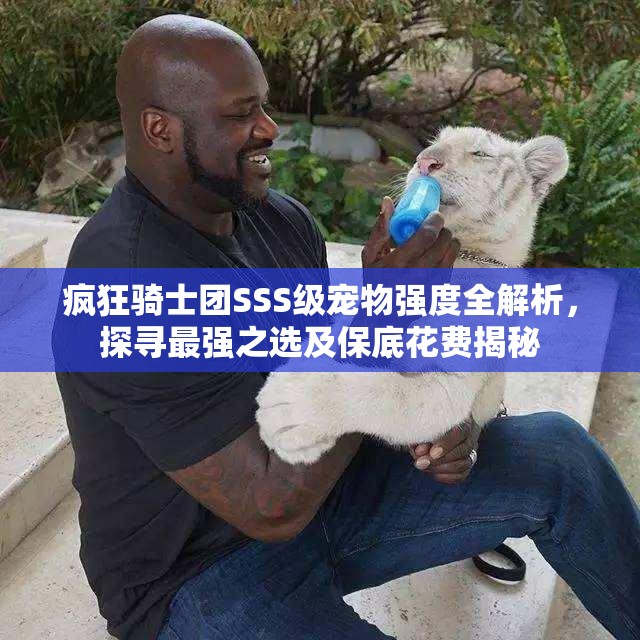 疯狂骑士团SSS级宠物强度全解析，探寻最强之选及保底花费揭秘