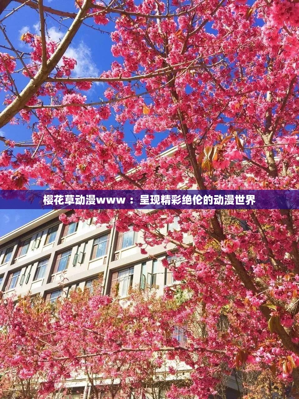 樱花草动漫www ：呈现精彩绝伦的动漫世界