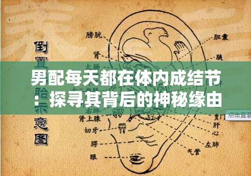 男配每天都在体内成结节：探寻其背后的神秘缘由