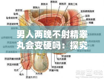 男人两晚不射精睾丸会变硬吗：探究此现象背后的原理