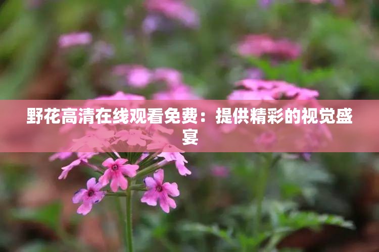 野花高清在线观看免费：提供精彩的视觉盛宴
