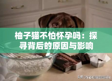 柚子猫不怕怀孕吗：探寻背后的原因与影响