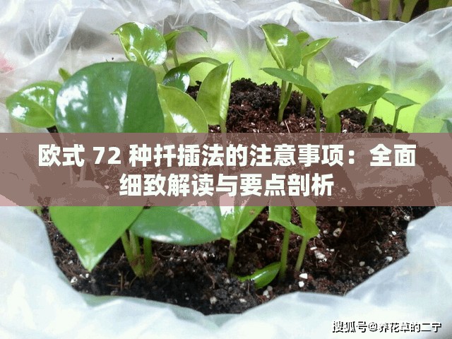 欧式 72 种扦插法的注意事项：全面细致解读与要点剖析