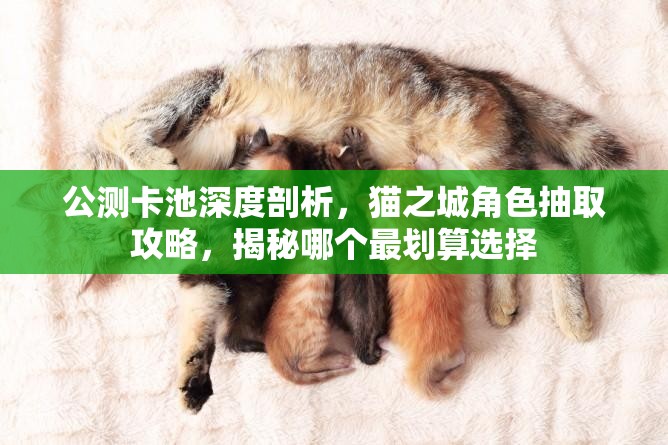 公测卡池深度剖析，猫之城角色抽取攻略，揭秘哪个最划算选择