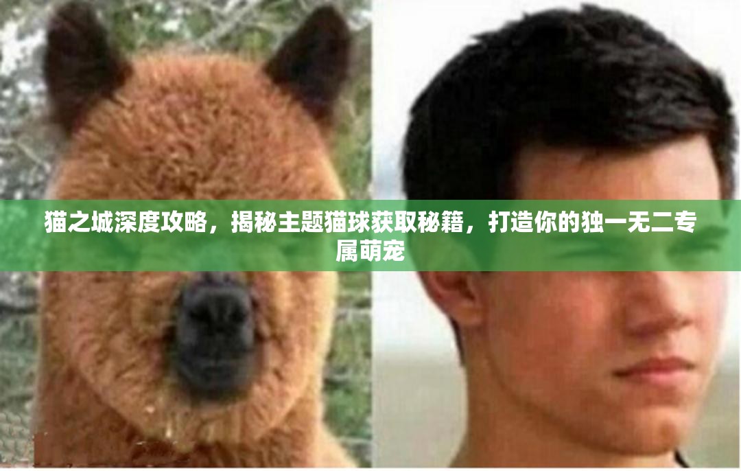 猫之城深度攻略，揭秘主题猫球获取秘籍，打造你的独一无二专属萌宠