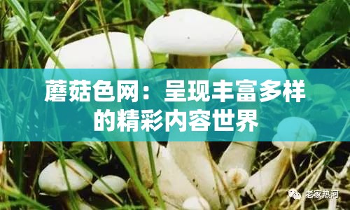 蘑菇色网：呈现丰富多样的精彩内容世界