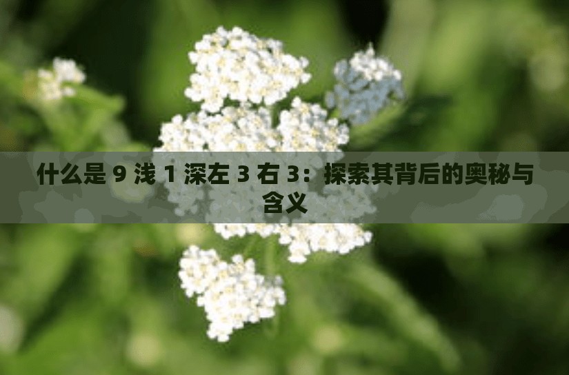 什么是 9 浅 1 深左 3 右 3：探索其背后的奥秘与含义