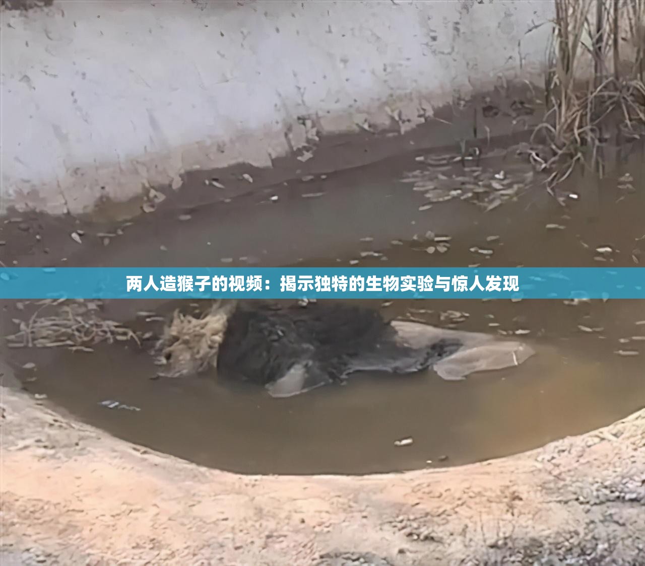 两人造猴子的视频：揭示独特的生物实验与惊人发现