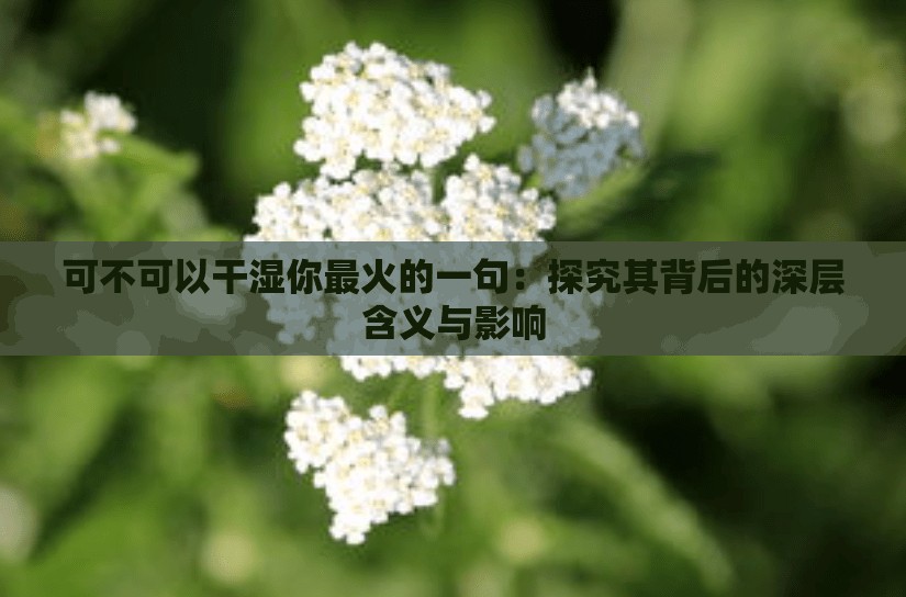 可不可以干湿你最火的一句：探究其背后的深层含义与影响