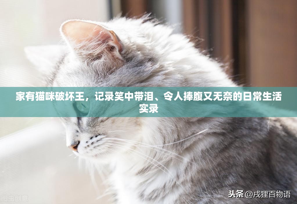 家有猫咪破坏王，记录笑中带泪、令人捧腹又无奈的日常生活实录