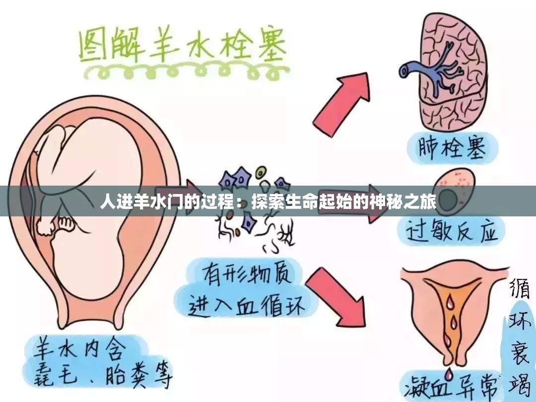 人进羊水门的过程：探索生命起始的神秘之旅