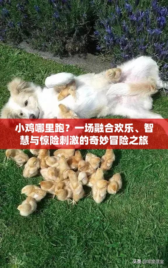 小鸡哪里跑？一场融合欢乐、智慧与惊险刺激的奇妙冒险之旅