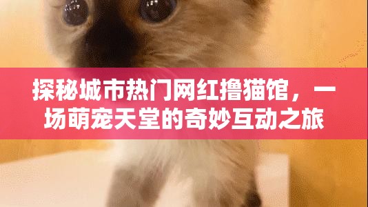 探秘城市热门网红撸猫馆，一场萌宠天堂的奇妙互动之旅