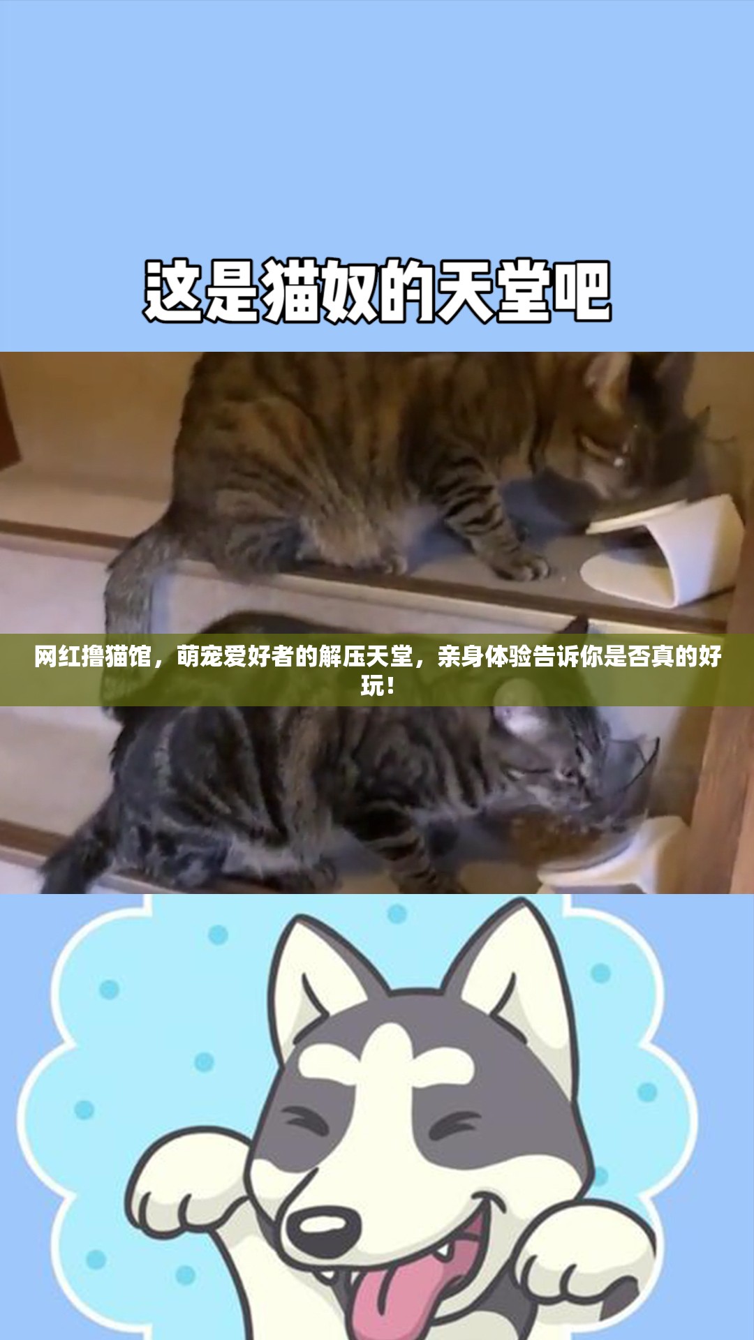 网红撸猫馆，萌宠爱好者的解压天堂，亲身体验告诉你是否真的好玩！
