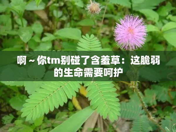 啊～你tm别碰了含羞草：这脆弱的生命需要呵护