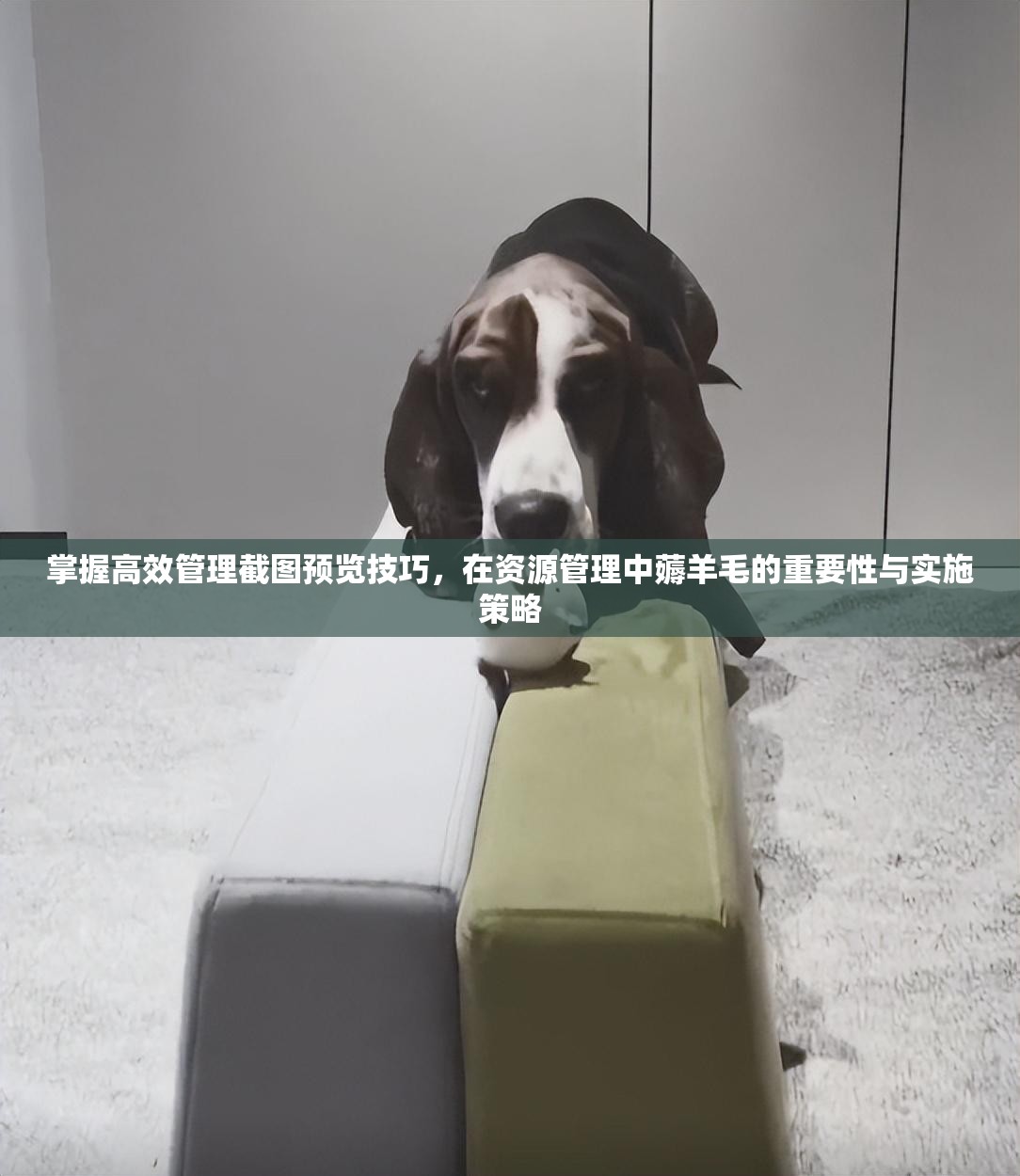 掌握高效管理截图预览技巧，在资源管理中薅羊毛的重要性与实施策略