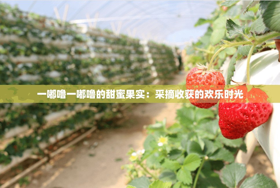 一嘟噜一嘟噜的甜蜜果实：采摘收获的欢乐时光