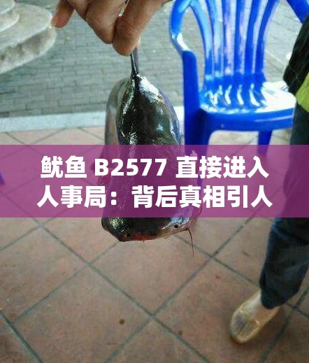 鱿鱼 B2577 直接进入人事局：背后真相引人深思