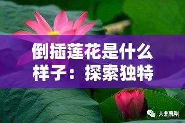 倒插莲花是什么样子：探索独特形态与魅力所在