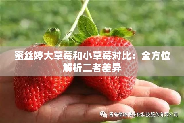 蜜丝婷大草莓和小草莓对比：全方位解析二者差异