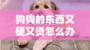 狗狗的东西又硬又烫怎么办：探寻背后的原因与解决办法