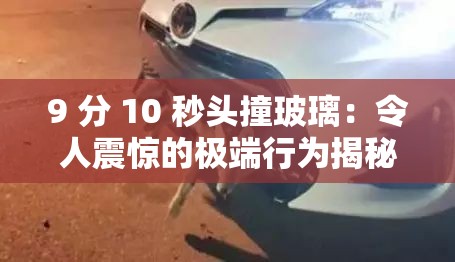 9 分 10 秒头撞玻璃：令人震惊的极端行为揭秘