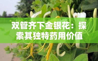 双管齐下金银花：探索其独特药用价值与魅力所在