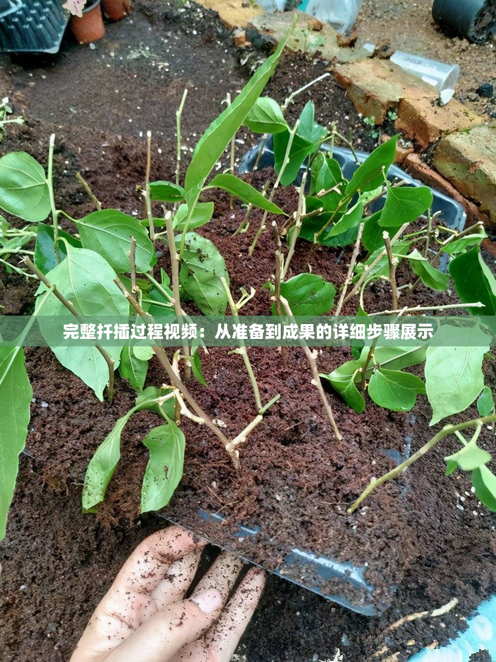 完整扦插过程视频：从准备到成果的详细步骤展示