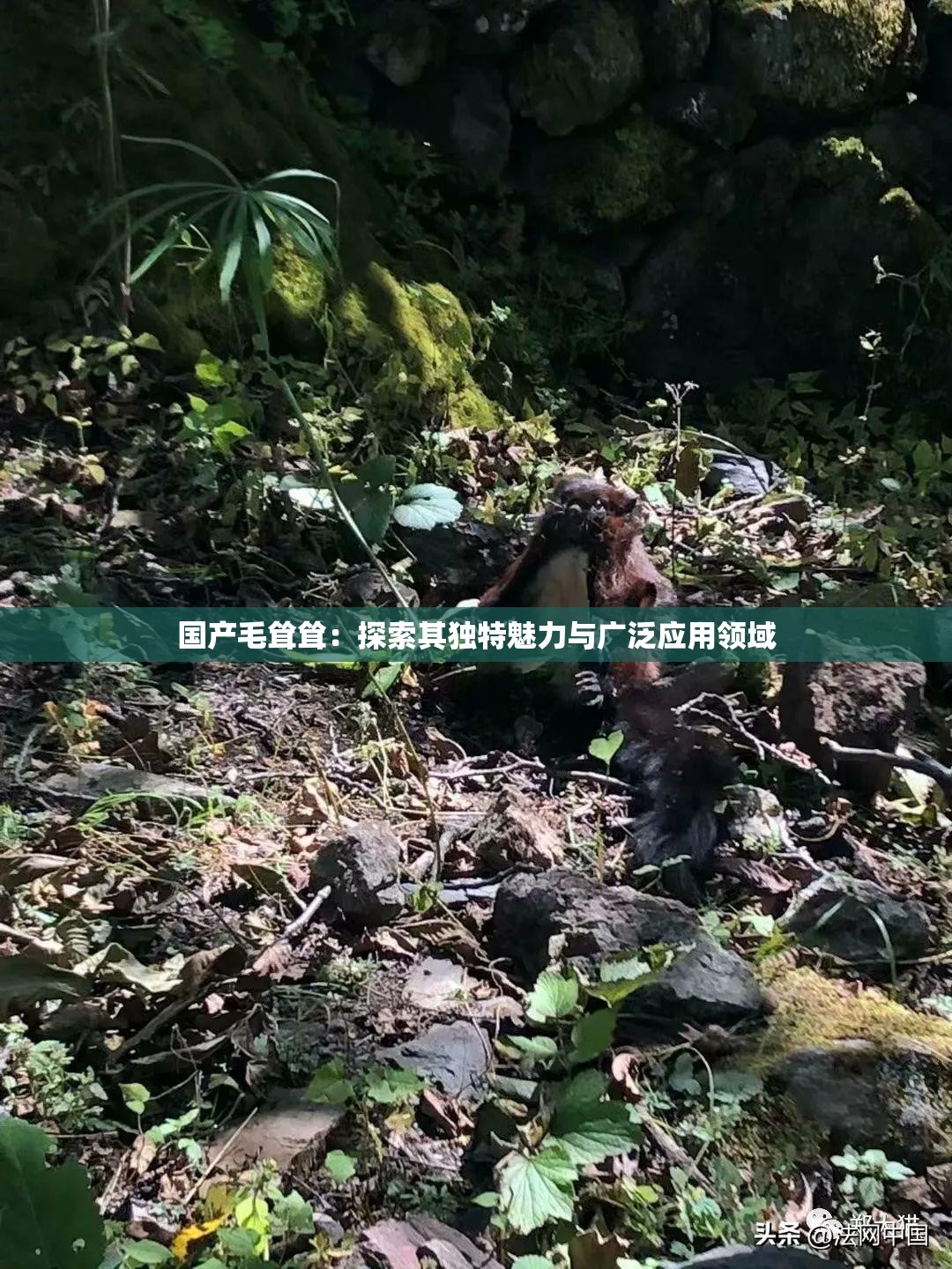 国产毛耸耸：探索其独特魅力与广泛应用领域