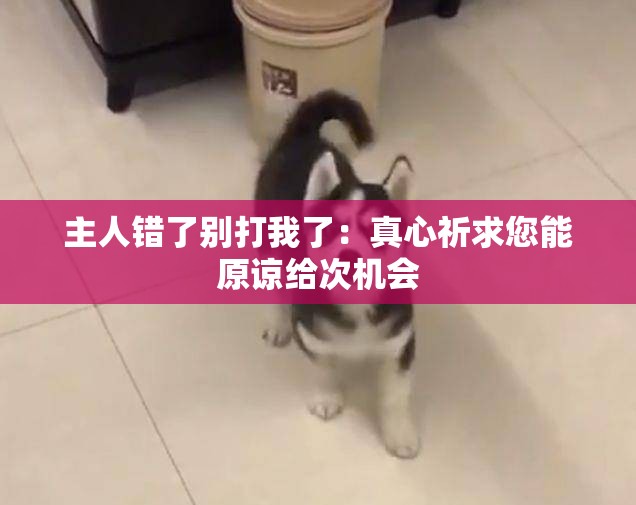 主人错了别打我了：真心祈求您能原谅给次机会