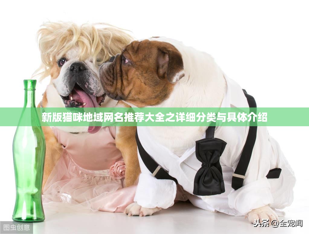 新版猫咪地域网名推荐大全之详细分类与具体介绍