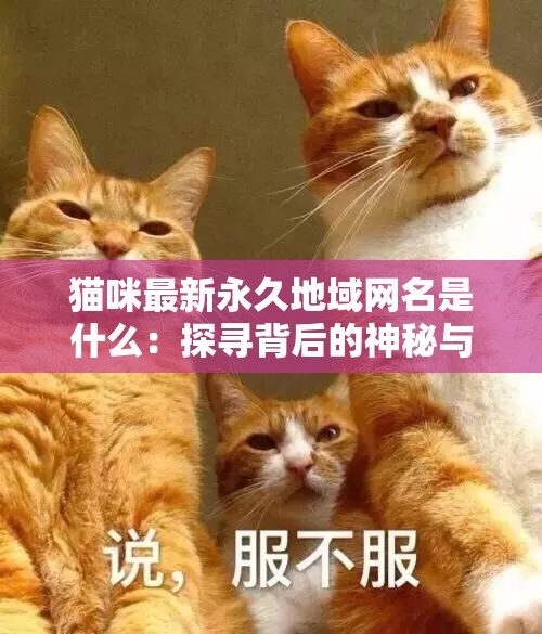 猫咪最新永久地域网名是什么：探寻背后的神秘与意义