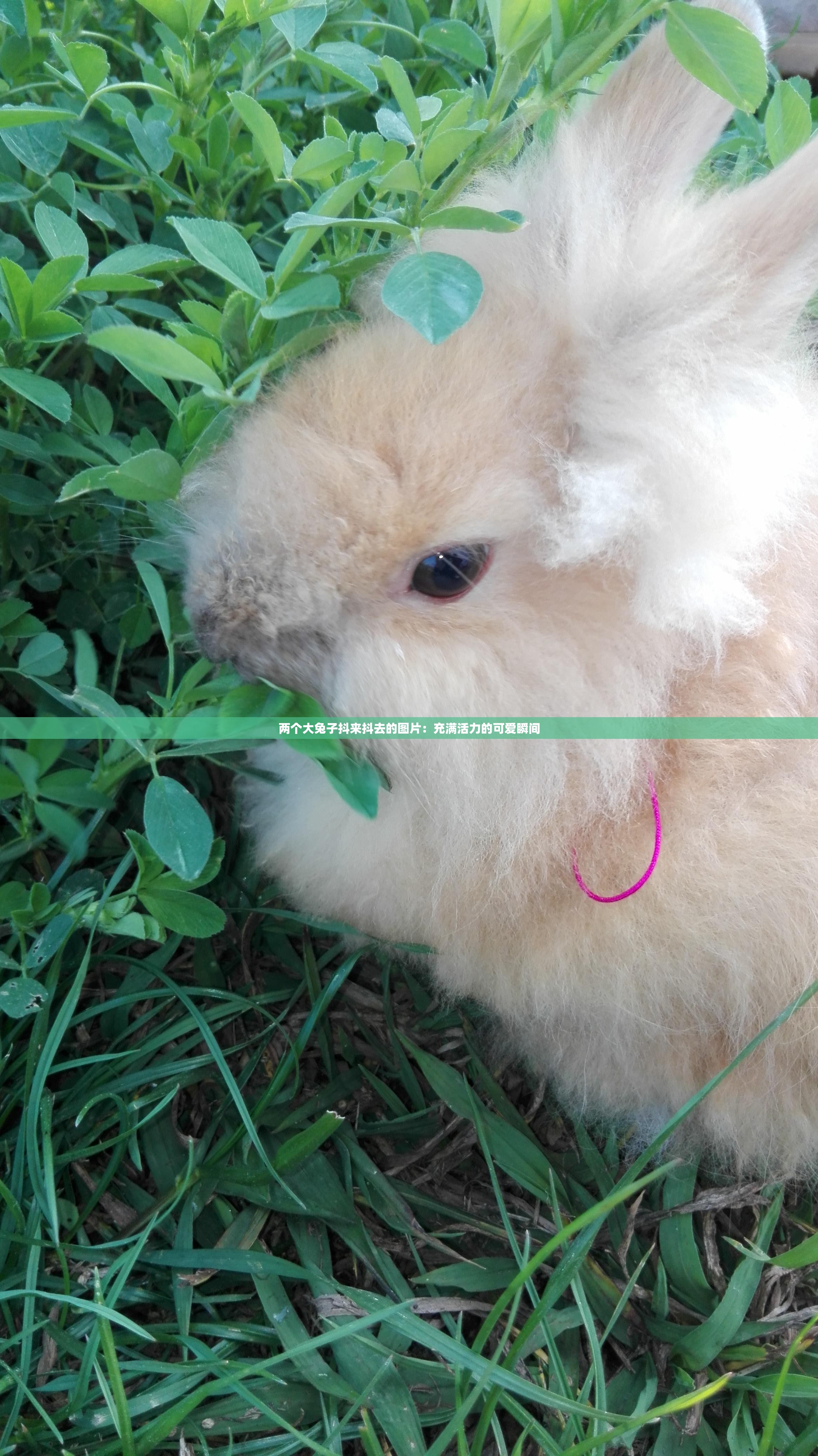两个大兔子抖来抖去的图片：充满活力的可爱瞬间