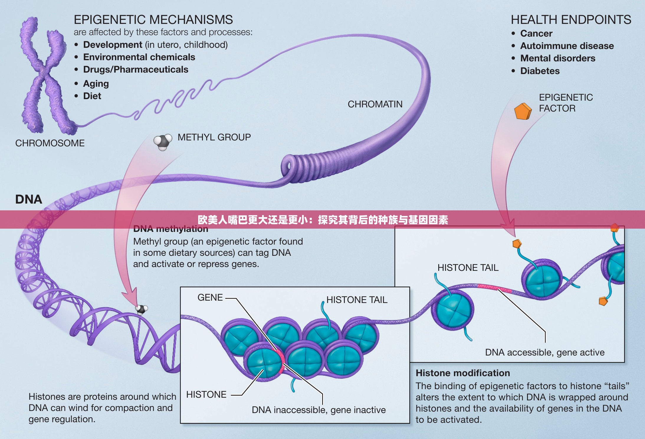 欧美人嘴巴更大还是更小：探究其背后的种族与基因因素