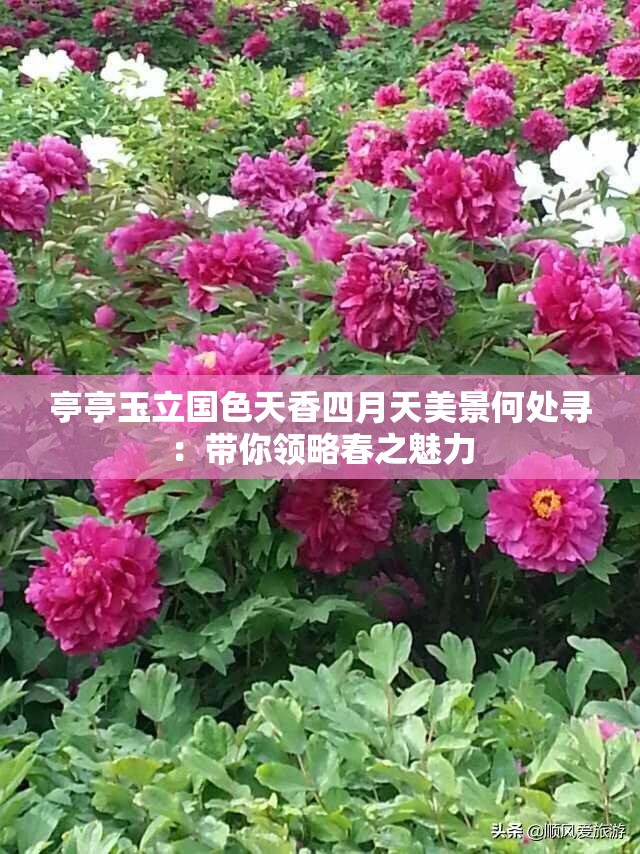 亭亭玉立国色天香四月天美景何处寻：带你领略春之魅力