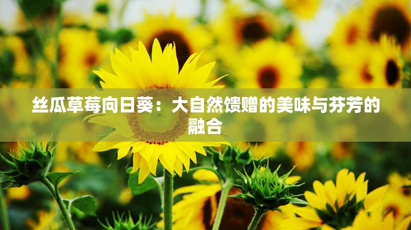 丝瓜草莓向日葵：大自然馈赠的美味与芬芳的融合