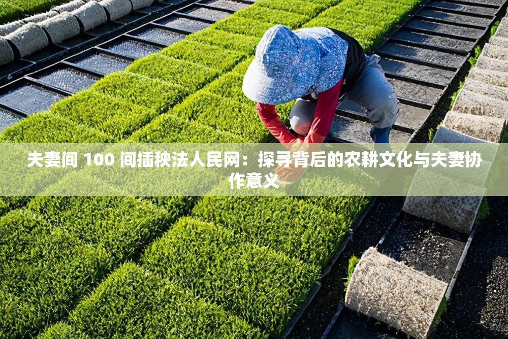 夫妻间 100 间插秧法人民网：探寻背后的农耕文化与夫妻协作意义