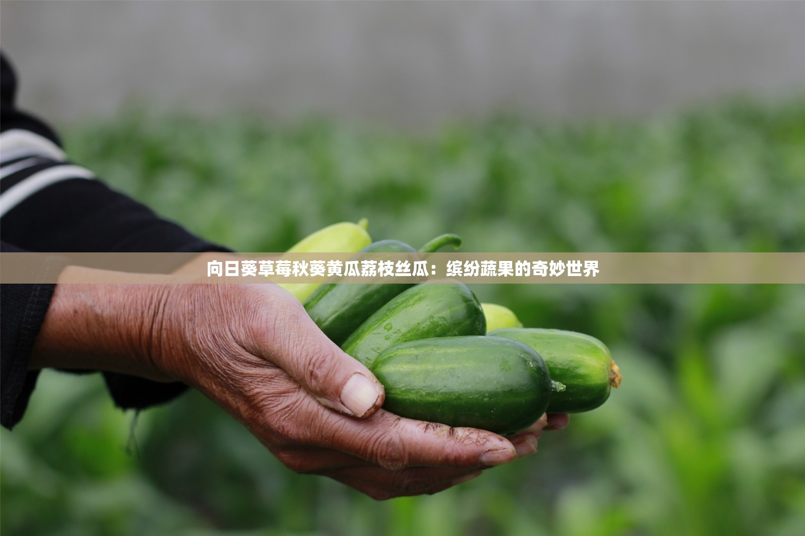 向日葵草莓秋葵黄瓜荔枝丝瓜：缤纷蔬果的奇妙世界