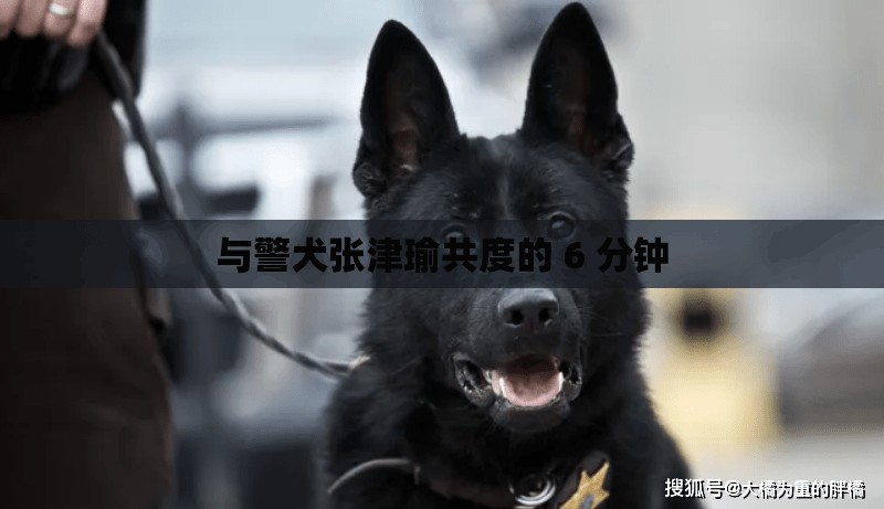 与警犬张津瑜共度的 6 分钟