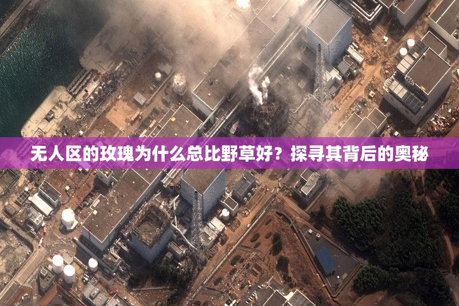 无人区的玫瑰为什么总比野草好？探寻其背后的奥秘