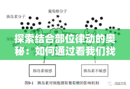 探索结合部位律动的奥秘：如何通过看我们找到身体协调的最佳方式？