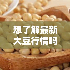 想了解最新大豆行情吗？快来大豆行情网 51dadou2024 一探究竟
