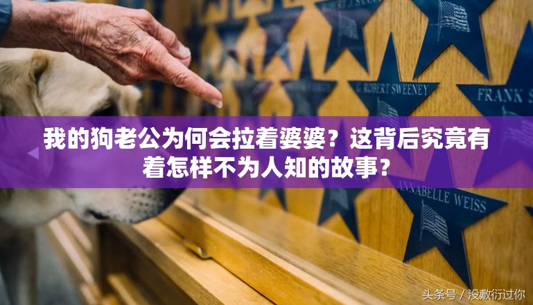 我的狗老公为何会拉着婆婆？这背后究竟有着怎样不为人知的故事？