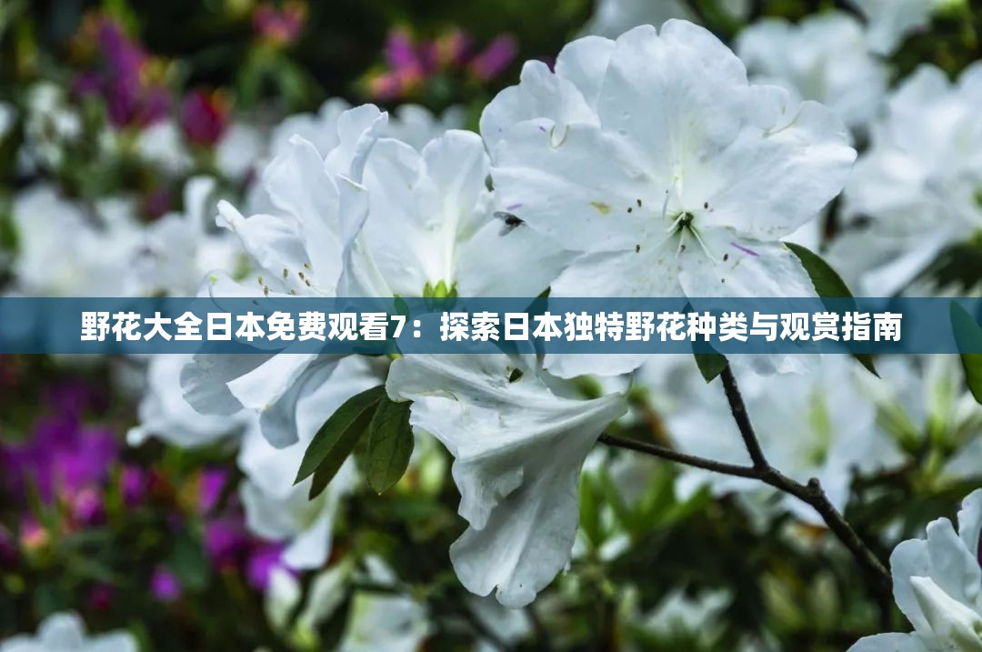 野花大全日本免费观看7：探索日本独特野花种类与观赏指南
