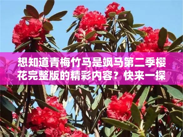 想知道青梅竹马是飒马第二季樱花完整版的精彩内容？快来一探究竟青梅竹马是飒马第二季樱花完整版究竟有何独特魅力？赶紧了解好奇青梅竹马是飒马第二季樱花完整版的故事走向？点进来看看