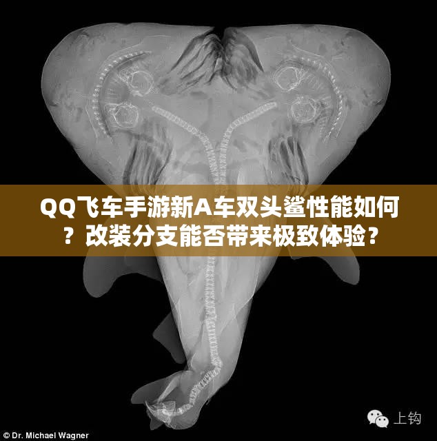 QQ飞车手游新A车双头鲨性能如何？改装分支能否带来极致体验？